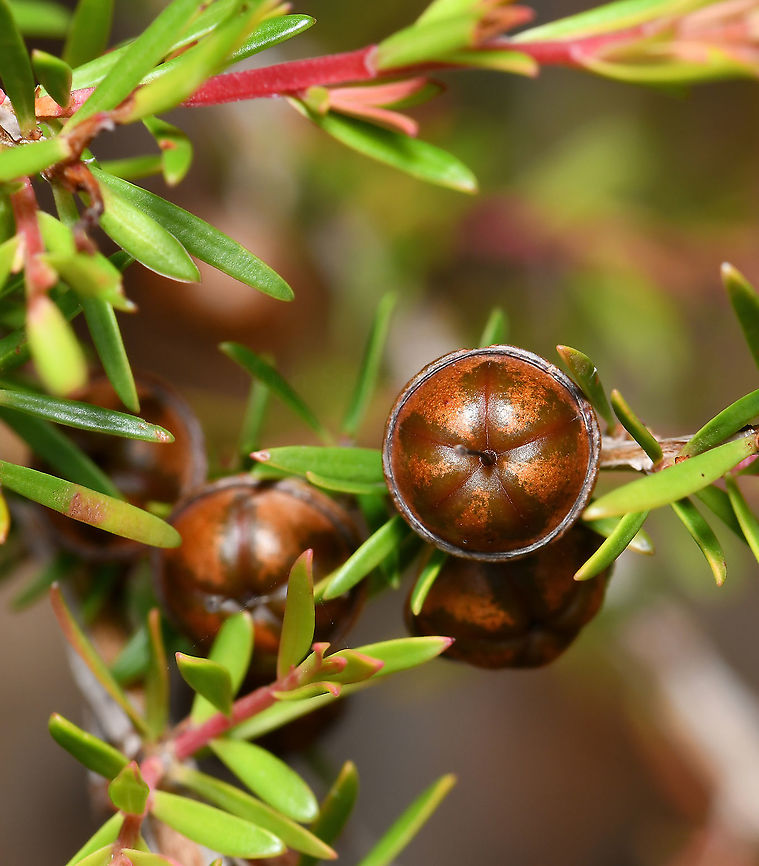 Leptospermum polygalifolium seed pods Quite common on the floor of woodland, forest, heath, and along streams from the south coast of New South Wales up to Cape York in far north Queensland and extending beyond the inland ranges, for a distance of up to 500 km. <br />
<br />
A shrub growing 2 - 3 m tall. It has very smooth bark and persistent fruits that may remain on the bush until a fire event. Leaves are about 5 - 7 mm long and 1 - 2 mm wide and have a faint eucalyptus aroma.<br />
<br />
Seed pods 10 mm diameter. <br />
<br />
<figure class="photo"><a href="https://www.jungledragon.com/image/86263/soft_whispers_of_spring.html" title="Soft whispers of spring"><img src="https://s3.amazonaws.com/media.jungledragon.com/images/3314/86263_thumb.jpg?AWSAccessKeyId=05GMT0V3GWVNE7GGM1R2&Expires=1763596810&Signature=4yn6iRTUKqtSir%2Bztx074u2qoOQ%3D" width="200" height="116" alt="Soft whispers of spring Australian east coast native Leptospermum polygalifolium with its spring time flush of beautiful little flowers, truly a very pretty sight and loved by the bees. <br />
<br />
Each flower just 10 to 15 mm in diameter. <br />
<br />
https://www.jungledragon.com/image/108271/leptospermum_polygalifolium_seed_pods.html Australia,Flora,Geotagged,Leptospermum polygalifolium,Macro,Myrtaceae,Myrtales,Spring,Tantoon,botany,jellybush,new south wales,plant,white flowers" /></a></figure><br />
<br />
Australia,Flora,Geotagged,Leptospermum polygalifolium,Myrtaceae,Myrtales,Seed pods,Summer,Tantoon,botany,jellybush,macro,new south wales