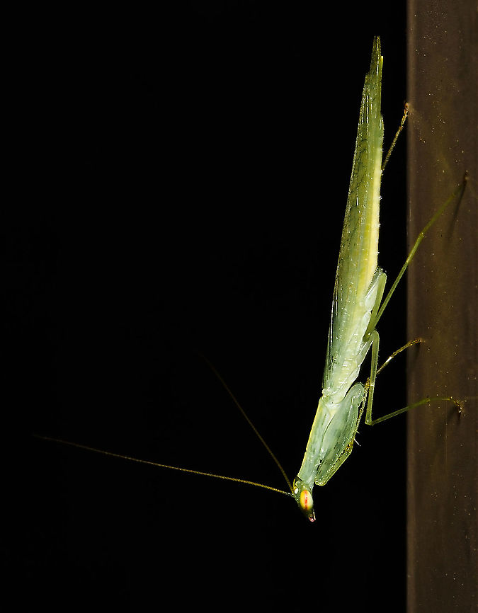 Snake mantis An elegant little mantis. The pink eye stripe and mandibles are of special note here.<br />
<br />
Adult, 20 mm length Australia,Geotagged,Iridopterygidae,Kongobatha diademata,Mantodea,Snake Mantis,Summer,arthropod,fauna,insect,invertebrate,macro,new south wales,praying mantis