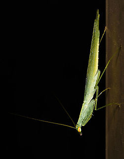 Snake mantis An elegant little mantis. The pink eye stripe and mandibles are of special note here.

Adult, 20 mm length Australia,Geotagged,Iridopterygidae,Kongobatha diademata,Mantodea,Snake Mantis,Summer,arthropod,fauna,insect,invertebrate,macro,new south wales,praying mantis