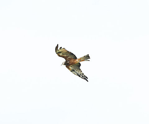 Square-tailed kite Apologies for poor image on this sighting, a surprise appearance and my camera was set for a much closer - and slower - subject!
This was a great surprise though, made me really happy. The conservation status of these raptors within New South Wales is listed as vulnerable. This is an adult as indicated by the white face with black streaks on the crown and finer streaks elsewhere.
The square-tailed kite ranges along coastal and sub-coastal areas from south-western to northern Australia. In NSW, scattered records of the species throughout our state indicate that the species is mainly resident in the north. It is a summer breeding migrant to the south-east, including the NSW south coast, arriving in September and leaving by March. 
It is a specialist hunter of passerines, especially honeyeaters (particularly nestlings) and it has also been observed eating insects in the canopy.

The main threats to these beautiful birds are land clearance, (logging, burning, and grazing of habitat). Disturbance to or removal of potential nest trees near watercourses. Illegal egg collection and shooting.

50 cm length

  Accipitridae,Accipitriformes,Australia,Aves,Bird of prey,Geotagged,Lophoictinia isura,Square-tailed kite,Summer,fauna,new south wales,vertebrate