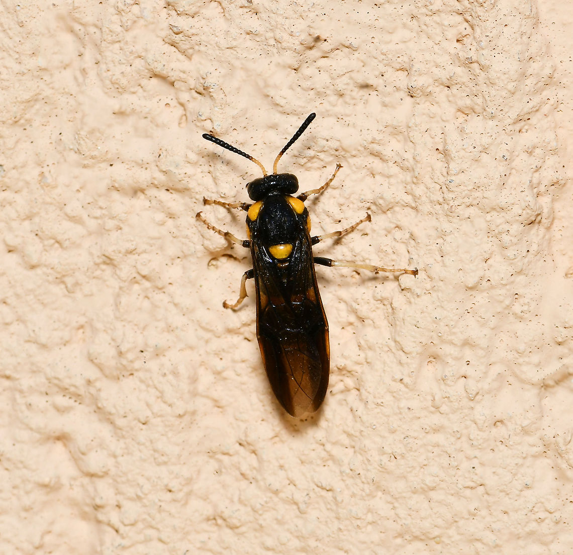 Pergid sawfly dorsal wings closed Members of family Pergidae are known as sawflies and the larvae are commonly called spitfires here in Australia. Sawflies are in order Hymenoptera but do not have the characteristic tiny waist which is seen in ants and wasps. These insects are called sawflies because the female is equipped with a saw-like ovipositor, which is used for sawing slits in plant material into which she lays her eggs.<br />
<br />
Wingspan 20 mm<br />
<br />
<figure class="photo"><a href="https://www.jungledragon.com/image/108458/pergid_sawfly_lateral.html" title="Pergid sawfly lateral"><img src="https://s3.amazonaws.com/media.jungledragon.com/images/3314/108458_thumb.jpg?AWSAccessKeyId=05GMT0V3GWVNE7GGM1R2&Expires=1767225610&Signature=0K36LdT4aaLUL82E4oXVlSf6EUk%3D" width="200" height="176" alt="Pergid sawfly lateral Members of family Pergidae are known as sawflies and the larvae are commonly called spitfires here in Australia. Sawflies are in order Hymenoptera but do not have the characteristic tiny waist which is seen in ants and wasps. These insects are called sawflies because the female is equipped with a saw-like ovipositor, which is used for sawing slits in plant material into which she lays her eggs.<br />
<br />
Wingspan 20 mm<br />
<br />
https://www.jungledragon.com/image/108459/pergid_sawfly_dorsal_wings_open.html<br />
<br />
https://www.jungledragon.com/image/108457/bottlebrush_sawfly_dorsal_wings_closed.html Australia,Geotagged,Hymenoptera,Pergid sawfly,Pergidae,Summer,Symphyta,arthropod,fauna,insect,invertebrate,macro,new south wales" /></a></figure><br />
<br />
<figure class="photo"><a href="https://www.jungledragon.com/image/108459/pergid_sawfly_dorsal_wings_open.html" title="Pergid sawfly dorsal wings open"><img src="https://s3.amazonaws.com/media.jungledragon.com/images/3314/108459_thumb.jpg?AWSAccessKeyId=05GMT0V3GWVNE7GGM1R2&Expires=1767225610&Signature=aTj70ZxxdQDwnmBDsRlUABQCpA8%3D" width="150" height="152" alt="Pergid sawfly dorsal wings open Members of family Pergidae are known as sawflies and the larvae are commonly called spitfires here in Australia. Sawflies are in order Hymenoptera but do not have the characteristic tiny waist which is seen in ants and wasps. These insects are called sawflies because the female is equipped with a saw-like ovipositor, which is used for sawing slits in plant material into which she lays her eggs.<br />
<br />
Wingspan 20 mm<br />
<br />
https://www.jungledragon.com/image/108458/pergid_sawfly.html<br />
<br />
https://www.jungledragon.com/image/108457/pergid_sawfly_dorsal_wings_closed.html Australia,Geotagged,Hymenoptera,Pergid sawfly,Pergidae,Summer,Symphyta,arthropod,fauna,insect,invertebrate,macro,new south wales" /></a></figure><br />
 Australia,Geotagged,Hymenoptera,Pergid sawfly,Pergidae,Summer,Symphyta,arthropod,fauna,insect,invertebrate,macro,new south wales