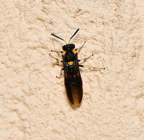 Pergid sawfly dorsal wings closed Members of family Pergidae are known as sawflies and the larvae are commonly called spitfires here in Australia. Sawflies are in order Hymenoptera but do not have the characteristic tiny waist which is seen in ants and wasps. These insects are called sawflies because the female is equipped with a saw-like ovipositor, which is used for sawing slits in plant material into which she lays her eggs.

Wingspan 20 mm

https://www.jungledragon.com/image/108458/pergid_sawfly_lateral.html

https://www.jungledragon.com/image/108459/pergid_sawfly_dorsal_wings_open.html
 Australia,Geotagged,Hymenoptera,Pergid sawfly,Pergidae,Summer,Symphyta,arthropod,fauna,insect,invertebrate,macro,new south wales