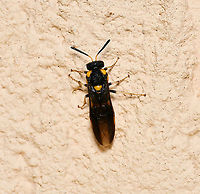 Pergid sawfly dorsal wings closed Members of family Pergidae are known as sawflies and the larvae are commonly called spitfires here in Australia. Sawflies are in order Hymenoptera but do not have the characteristic tiny waist which is seen in ants and wasps. These insects are called sawflies because the female is equipped with a saw-like ovipositor, which is used for sawing slits in plant material into which she lays her eggs.<br />
<br />
Wingspan 20 mm<br />
<br />
https://www.jungledragon.com/image/108458/pergid_sawfly_lateral.html<br />
<br />
https://www.jungledragon.com/image/108459/pergid_sawfly_dorsal_wings_open.html<br />
 Australia,Geotagged,Hymenoptera,Pergid sawfly,Pergidae,Summer,Symphyta,arthropod,fauna,insect,invertebrate,macro,new south wales