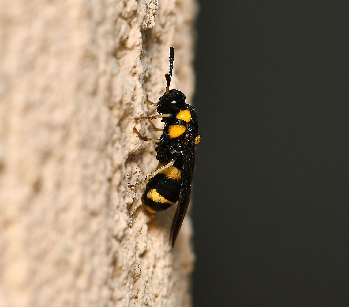 Pergid sawfly lateral Members of family Pergidae are known as sawflies and the larvae are commonly called spitfires here in Australia. Sawflies are in order Hymenoptera but do not have the characteristic tiny waist which is seen in ants and wasps. These insects are called sawflies because the female is equipped with a saw-like ovipositor, which is used for sawing slits in plant material into which she lays her eggs.<br />
<br />
Wingspan 20 mm<br />
<br />
<figure class="photo"><a href="https://www.jungledragon.com/image/108459/pergid_sawfly_dorsal_wings_open.html" title="Pergid sawfly dorsal wings open"><img src="https://s3.amazonaws.com/media.jungledragon.com/images/3314/108459_thumb.jpg?AWSAccessKeyId=05GMT0V3GWVNE7GGM1R2&Expires=1759968010&Signature=pX1LYPhcJ9rPuo%2BNUyokoAu8ga0%3D" width="150" height="152" alt="Pergid sawfly dorsal wings open Members of family Pergidae are known as sawflies and the larvae are commonly called spitfires here in Australia. Sawflies are in order Hymenoptera but do not have the characteristic tiny waist which is seen in ants and wasps. These insects are called sawflies because the female is equipped with a saw-like ovipositor, which is used for sawing slits in plant material into which she lays her eggs.<br />
<br />
Wingspan 20 mm<br />
<br />
https://www.jungledragon.com/image/108458/pergid_sawfly.html<br />
<br />
https://www.jungledragon.com/image/108457/pergid_sawfly_dorsal_wings_closed.html Australia,Geotagged,Hymenoptera,Pergid sawfly,Pergidae,Summer,Symphyta,arthropod,fauna,insect,invertebrate,macro,new south wales" /></a></figure><br />
<br />
<figure class="photo"><a href="https://www.jungledragon.com/image/108457/pergid_sawfly_dorsal_wings_closed.html" title="Pergid sawfly dorsal wings closed"><img src="https://s3.amazonaws.com/media.jungledragon.com/images/3314/108457_thumb.jpg?AWSAccessKeyId=05GMT0V3GWVNE7GGM1R2&Expires=1759968010&Signature=seK3QqLGTLwERAyXQhqz7XEyifs%3D" width="200" height="194" alt="Pergid sawfly dorsal wings closed Members of family Pergidae are known as sawflies and the larvae are commonly called spitfires here in Australia. Sawflies are in order Hymenoptera but do not have the characteristic tiny waist which is seen in ants and wasps. These insects are called sawflies because the female is equipped with a saw-like ovipositor, which is used for sawing slits in plant material into which she lays her eggs.<br />
<br />
Wingspan 20 mm<br />
<br />
https://www.jungledragon.com/image/108458/pergid_sawfly_lateral.html<br />
<br />
https://www.jungledragon.com/image/108459/pergid_sawfly_dorsal_wings_open.html<br />
 Australia,Geotagged,Hymenoptera,Pergid sawfly,Pergidae,Summer,Symphyta,arthropod,fauna,insect,invertebrate,macro,new south wales" /></a></figure> Australia,Geotagged,Hymenoptera,Pergid sawfly,Pergidae,Summer,Symphyta,arthropod,fauna,insect,invertebrate,macro,new south wales