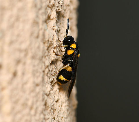 Pergid sawfly lateral Members of family Pergidae are known as sawflies and the larvae are commonly called spitfires here in Australia. Sawflies are in order Hymenoptera but do not have the characteristic tiny waist which is seen in ants and wasps. These insects are called sawflies because the female is equipped with a saw-like ovipositor, which is used for sawing slits in plant material into which she lays her eggs.

Wingspan 20 mm

https://www.jungledragon.com/image/108459/pergid_sawfly_dorsal_wings_open.html

https://www.jungledragon.com/image/108457/bottlebrush_sawfly_dorsal_wings_closed.html Australia,Geotagged,Hymenoptera,Pergid sawfly,Pergidae,Summer,Symphyta,arthropod,fauna,insect,invertebrate,macro,new south wales