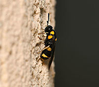 Pergid sawfly lateral Members of family Pergidae are known as sawflies and the larvae are commonly called spitfires here in Australia. Sawflies are in order Hymenoptera but do not have the characteristic tiny waist which is seen in ants and wasps. These insects are called sawflies because the female is equipped with a saw-like ovipositor, which is used for sawing slits in plant material into which she lays her eggs.<br />
<br />
Wingspan 20 mm<br />
<br />
https://www.jungledragon.com/image/108459/pergid_sawfly_dorsal_wings_open.html<br />
<br />
https://www.jungledragon.com/image/108457/bottlebrush_sawfly_dorsal_wings_closed.html Australia,Geotagged,Hymenoptera,Pergid sawfly,Pergidae,Summer,Symphyta,arthropod,fauna,insect,invertebrate,macro,new south wales
