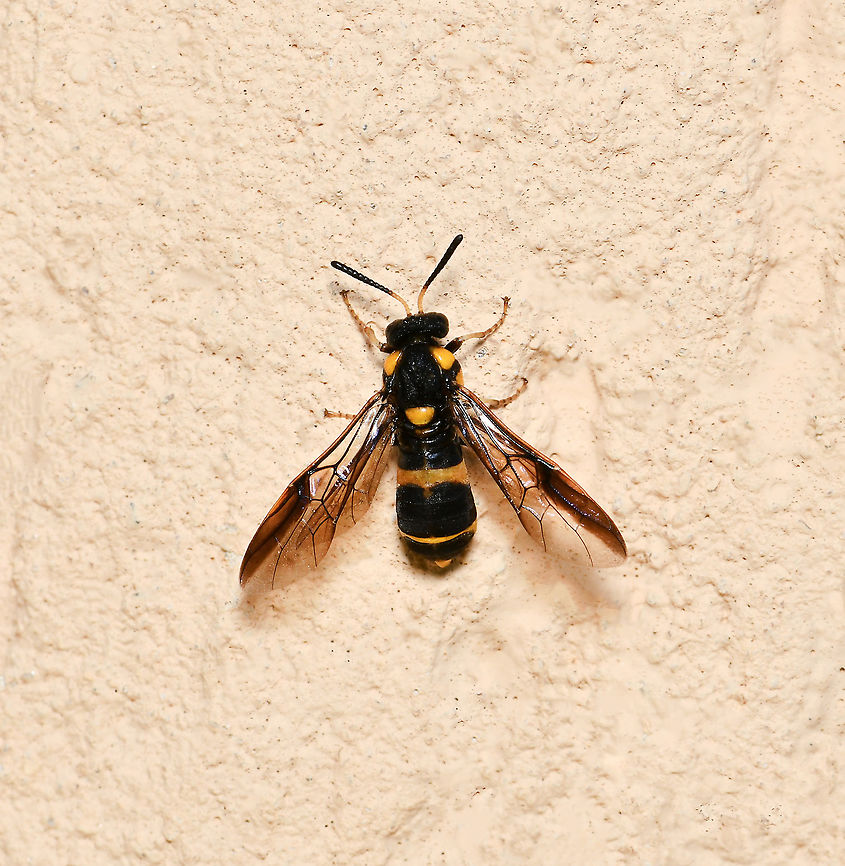 Pergid sawfly dorsal wings open Members of family Pergidae are known as sawflies and the larvae are commonly called spitfires here in Australia. Sawflies are in order Hymenoptera but do not have the characteristic tiny waist which is seen in ants and wasps. These insects are called sawflies because the female is equipped with a saw-like ovipositor, which is used for sawing slits in plant material into which she lays her eggs.<br />
<br />
Wingspan 20 mm<br />
<br />
<figure class="photo"><a href="https://www.jungledragon.com/image/108458/pergid_sawfly_lateral.html" title="Pergid sawfly lateral"><img src="https://s3.amazonaws.com/media.jungledragon.com/images/3314/108458_thumb.jpg?AWSAccessKeyId=05GMT0V3GWVNE7GGM1R2&Expires=1759968010&Signature=zxuy1BHO99G5tKZABa%2F5f96GcBQ%3D" width="200" height="176" alt="Pergid sawfly lateral Members of family Pergidae are known as sawflies and the larvae are commonly called spitfires here in Australia. Sawflies are in order Hymenoptera but do not have the characteristic tiny waist which is seen in ants and wasps. These insects are called sawflies because the female is equipped with a saw-like ovipositor, which is used for sawing slits in plant material into which she lays her eggs.<br />
<br />
Wingspan 20 mm<br />
<br />
https://www.jungledragon.com/image/108459/pergid_sawfly_dorsal_wings_open.html<br />
<br />
https://www.jungledragon.com/image/108457/bottlebrush_sawfly_dorsal_wings_closed.html Australia,Geotagged,Hymenoptera,Pergid sawfly,Pergidae,Summer,Symphyta,arthropod,fauna,insect,invertebrate,macro,new south wales" /></a></figure><br />
<br />
<figure class="photo"><a href="https://www.jungledragon.com/image/108457/pergid_sawfly_dorsal_wings_closed.html" title="Pergid sawfly dorsal wings closed"><img src="https://s3.amazonaws.com/media.jungledragon.com/images/3314/108457_thumb.jpg?AWSAccessKeyId=05GMT0V3GWVNE7GGM1R2&Expires=1759968010&Signature=seK3QqLGTLwERAyXQhqz7XEyifs%3D" width="200" height="194" alt="Pergid sawfly dorsal wings closed Members of family Pergidae are known as sawflies and the larvae are commonly called spitfires here in Australia. Sawflies are in order Hymenoptera but do not have the characteristic tiny waist which is seen in ants and wasps. These insects are called sawflies because the female is equipped with a saw-like ovipositor, which is used for sawing slits in plant material into which she lays her eggs.<br />
<br />
Wingspan 20 mm<br />
<br />
https://www.jungledragon.com/image/108458/pergid_sawfly_lateral.html<br />
<br />
https://www.jungledragon.com/image/108459/pergid_sawfly_dorsal_wings_open.html<br />
 Australia,Geotagged,Hymenoptera,Pergid sawfly,Pergidae,Summer,Symphyta,arthropod,fauna,insect,invertebrate,macro,new south wales" /></a></figure> Australia,Geotagged,Hymenoptera,Pergid sawfly,Pergidae,Summer,Symphyta,arthropod,fauna,insect,invertebrate,macro,new south wales