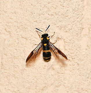 Pergid sawfly dorsal wings open Members of family Pergidae are known as sawflies and the larvae are commonly called spitfires here in Australia. Sawflies are in order Hymenoptera but do not have the characteristic tiny waist which is seen in ants and wasps. These insects are called sawflies because the female is equipped with a saw-like ovipositor, which is used for sawing slits in plant material into which she lays her eggs.

Wingspan 20 mm

https://www.jungledragon.com/image/108458/pergid_sawfly.html

https://www.jungledragon.com/image/108457/pergid_sawfly_dorsal_wings_closed.html Australia,Geotagged,Hymenoptera,Pergid sawfly,Pergidae,Summer,Symphyta,arthropod,fauna,insect,invertebrate,macro,new south wales