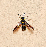 Pergid sawfly dorsal wings open Members of family Pergidae are known as sawflies and the larvae are commonly called spitfires here in Australia. Sawflies are in order Hymenoptera but do not have the characteristic tiny waist which is seen in ants and wasps. These insects are called sawflies because the female is equipped with a saw-like ovipositor, which is used for sawing slits in plant material into which she lays her eggs.<br />
<br />
Wingspan 20 mm<br />
<br />
https://www.jungledragon.com/image/108458/pergid_sawfly.html<br />
<br />
https://www.jungledragon.com/image/108457/pergid_sawfly_dorsal_wings_closed.html Australia,Geotagged,Hymenoptera,Pergid sawfly,Pergidae,Summer,Symphyta,arthropod,fauna,insect,invertebrate,macro,new south wales