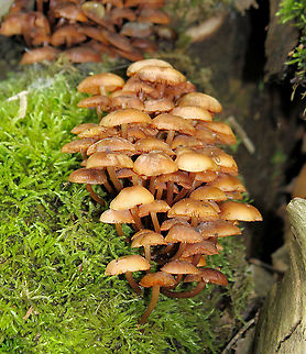 Mycena leaiana This Mycena decomposes the deadwood of hardwoods. When fresh, its cap is a bright shade of orange, fading to a  dull orange/brown as they age. 
Cap from 1cm  - 4 cm. Stems 3cm - 7 cm.  Agaricaceae,Agaricales,Autumn,Basidiomycota,Fall,Fungi,Geotagged,Mycena leaiana,Orange mycena,United States,pennsylvania