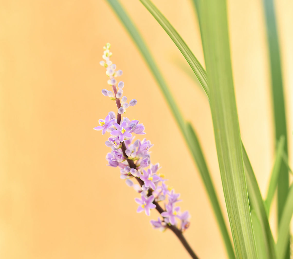 Liriope in morning light Liriope is a genus of strappy evergreen perennial plants. Despite the delicate beauty and tiny size of the flowers, these are incredibly tough and hardy and will grow very happily in a wide range of soil and environmental conditions. Seen here growing in my garden. <br />
<br />
Native to East Asia, they are an understory plant in China, Japan and Korea. Growing to around 40 cm in height. Asparagaceae,Asparagales,Australia,Geotagged,Lilyturf,Liriope muscari,Summer,botany,flora,lilyturf,macro,monkey grass,new south wales,purple flower