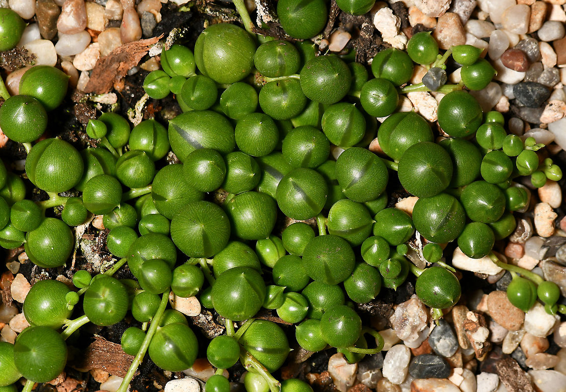 String of pearls succulent This succulent is native to South Africa where it trails on the ground and forms dense mats by rooting wherever they can. The spherical shape of the leaves is an adaptation to arid environments. They store water while exposing a minimum amount of surface area to the dry air and as a result, water loss is reduced.<br />
<br />
<figure class="photo"><a href="https://www.jungledragon.com/image/117662/string_of_pearls_succulent_flower.html" title="String of pearls succulent flower"><img src="https://s3.amazonaws.com/media.jungledragon.com/images/3314/117662_thumb.jpg?AWSAccessKeyId=05GMT0V3GWVNE7GGM1R2&Expires=1767225610&Signature=uwkmpN9aIgYef9Y4k9CP6%2F0uTAw%3D" width="200" height="128" alt="String of pearls succulent flower This succulent is native to South Africa where it trails on the ground and forms dense mats by rooting wherever they can. The spherical shape of the leaves is an adaptation to arid environments. They store water while exposing a minimum amount of surface area to the dry air and as a result, water loss is reduced.<br />
<br />
This is my first attempt at growing string of pearls - luckily, mine is doing very well outside, trailing down the pot beautifully, and currently flowering profusely. The flowers are very small, no more than 10 mm fully opened and stand proud from the leaves on stalks, which grow 90 degrees from the main stems. <br />
<br />
https://www.jungledragon.com/image/108660/string_of_pearls_succulent.html<br />
<br />
https://www.jungledragon.com/image/120572/string_of_pearls_flower_lateral.html<br />
<br />
 Asteraceae,Asterales,Australia,Curio rowleyanus,Flora,Geotagged,Rosary vine,Senecio rowleyanus,String-of-Pearls,Winter,botany,macro,new south wales,string of beads,string of pearls,white flower" /></a></figure><br />
<br />
<figure class="photo"><a href="https://www.jungledragon.com/image/120572/string_of_pearls_flower_lateral.html" title="String of pearls flower lateral"><img src="https://s3.amazonaws.com/media.jungledragon.com/images/3314/120572_thumb.jpg?AWSAccessKeyId=05GMT0V3GWVNE7GGM1R2&Expires=1767225610&Signature=qINUqUia7xsnND3QlOYrQ1u%2Bf4A%3D" width="200" height="198" alt="String of pearls flower lateral This succulent is native to South Africa where it trails on the ground and forms dense mats by rooting wherever they can. The spherical shape of the leaves is an adaptation to arid environments. They store water while exposing a minimum amount of surface area to the dry air and as a result, water loss is reduced.<br />
<br />
This is my first attempt at growing string of pearls - luckily, mine is doing very well outside, trailing down the pot beautifully, and currently flowering profusely. The flowers are very small, no more than 10 mm fully opened and stand proud from the leaves on stalks, which grow 90 degrees from the main stems.<br />
<br />
https://www.jungledragon.com/image/117662/string_of_pearls_succulent_flower.html<br />
<br />
https://www.jungledragon.com/image/108660/string_of_pearls_succulent.html Asteraceae,Asterales,Australia,Curio rowleyanus,Flora,Geotagged,Rosary vine,Senecio rowleyanus,String-of-Pearls,Winter,botany,macro,new south wales,string of beads,string-of-pearls" /></a></figure> Asteraceae,Asterales,Australia,Curio rowleyanus,Flora,Geotagged,Macro,Rosary vine,Senecio rowleyanus,String-of-Pearls,Summer,australia,bead plant,botany,new south wales,string of beads,string of pearls,succulent