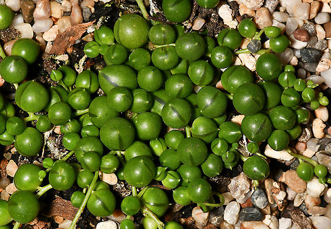 String of pearls succulent This succulent is native to South Africa where it trails on the ground and forms dense mats by rooting wherever they can. The spherical shape of the leaves is an adaptation to arid environments. They store water while exposing a minimum amount of surface area to the dry air and as a result, water loss is reduced.

https://www.jungledragon.com/image/117662/string_of_pearls_succulent_flower_macro.html

https://www.jungledragon.com/image/120572/string_of_pearls_flower_lateral.html Asteraceae,Asterales,Australia,Curio rowleyanus,Flora,Geotagged,Macro,Rosary vine,Senecio rowleyanus,String-of-Pearls,Summer,australia,bead plant,botany,new south wales,string of beads,string of pearls,succulent