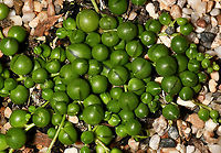 String of pearls succulent This succulent is native to South Africa where it trails on the ground and forms dense mats by rooting wherever they can. The spherical shape of the leaves is an adaptation to arid environments. They store water while exposing a minimum amount of surface area to the dry air and as a result, water loss is reduced.<br />
<br />
https://www.jungledragon.com/image/117662/string_of_pearls_succulent_flower_macro.html<br />
<br />
https://www.jungledragon.com/image/120572/string_of_pearls_flower_lateral.html Asteraceae,Asterales,Australia,Curio rowleyanus,Flora,Geotagged,Macro,Rosary vine,Senecio rowleyanus,String-of-Pearls,Summer,australia,bead plant,botany,new south wales,string of beads,string of pearls,succulent
