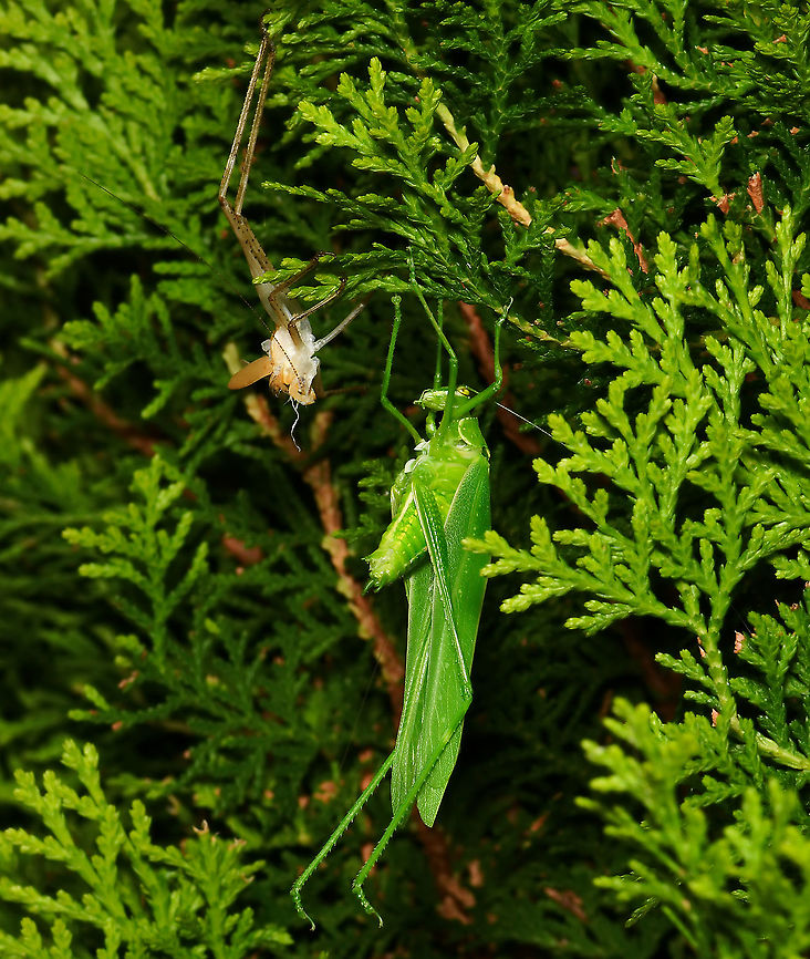 Katydid with fresh molt Caedicia sp. katydid resting after a molt (seen on the left). <br />
<br />
6 cm body length. Australia,Caedcia,Geotagged,Orthoptera,Tettigoniidae,arthropod,fauna,insect,invertebrate,katydid,macro,molt,new south wales,summer