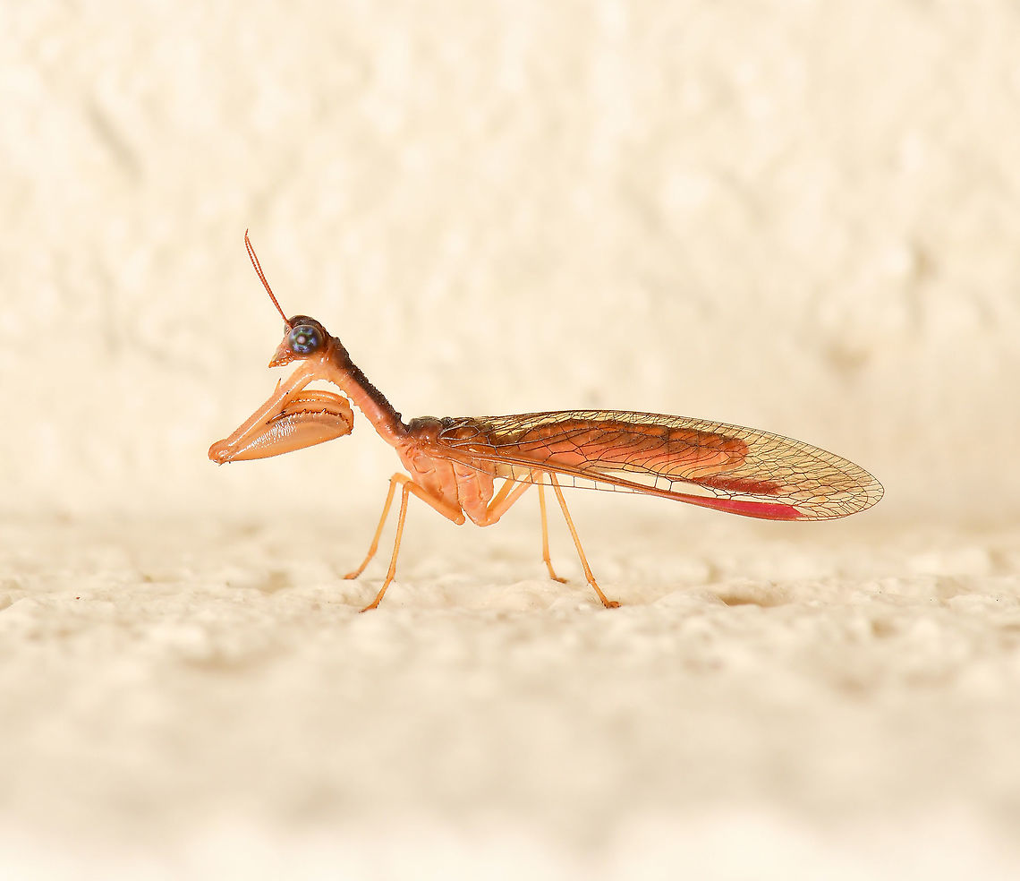 Campion sp. mantidfly NB. Image has been flipped for more detail. This mantidfly was vertical, head up on a wall. <br />
<br />
There are around 45 recognised species of these unique insects within Australia. <br />
<br />
<br />
25 mm body length Australia,Campion mantidfly,Geotagged,Mantidfly,Mantispidae,Mantispinae,Neuroptera,Summer,arthropod,fauna,insect,invertebrate,macro,mantid lacewing,mantispid,new south wales