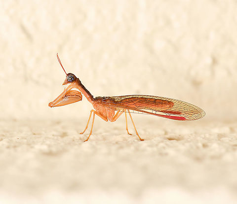 Campion sp. mantidfly NB. Image has been flipped for more detail. This mantidfly was vertical, head up on a wall. 

There are around 45 recognised species of these unique insects within Australia. 


25 mm body length Australia,Campion mantidfly,Geotagged,Mantidfly,Mantispidae,Mantispinae,Neuroptera,Summer,arthropod,fauna,insect,invertebrate,macro,mantid lacewing,mantispid,new south wales