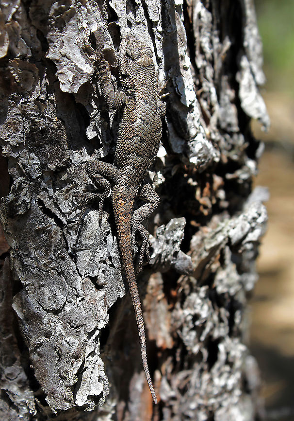 Eastern fence lizard Seen within the Pine Barrens, New Jersey. Great camo against the bark of the trunk. <br />
<br />
15 cm head to tip of tail.  Eastern fence lizard,Geotagged,New Jersey,Phrynosomatidae,Pine Barrens,Sceloporus undulatus,Squamata,Summer,United States,fauna,fence swift,gray lizard,pine lizard,reptile,vertebrate