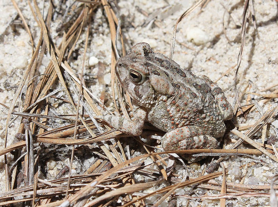 Fowler's toad Seen within the Pine Barrens, New Jersey. <br />
<br />
8 cm body length Anaxyrus fowleri,Anura,Bufonidae,Fowler's Toad,Fowlers   toad,Geotagged,Summer,United States,amphibian,fauna,new jersey,vertebrate