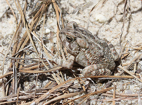 Fowler's toad Seen within the Pine Barrens, New Jersey. 

8 cm body length Anaxyrus fowleri,Anura,Bufonidae,Fowler's Toad,Fowlers   toad,Geotagged,Summer,United States,amphibian,fauna,new jersey,vertebrate