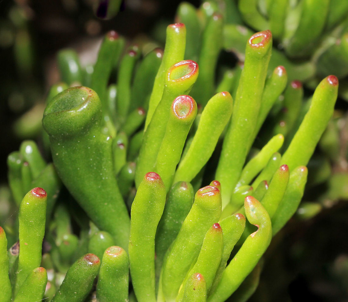 Finger jade Finger jade is a cultivar of Crassula ovata. It has elongated, tubular leaves with a puckered end that have the appearance of suction cups. The tips have a reddish tinge and the long leaves are green, growing to around 5 cm. The flowers are star shaped and white or pink in colour.  <br />
<br />
Growing up to 90 cm tall and around 60 cm wide. <br />
<br />
<br />
<br />
 Australia,Crassula ovata monstruosa,Crassulaceae,Flora,Geotagged,Gollum jade,Saxifragales,Spring,botany,finger jade,new south wales