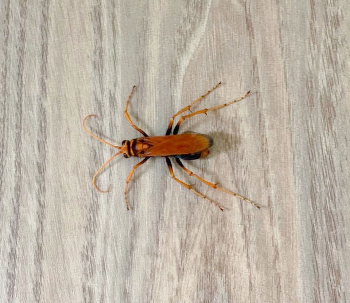 Cryptocheilus sp. tarantula hawk wasp These spider wasps in family Pompilidae, tribe Pepsini are large and solitary in nature. They prey on spiders to feed their larvae.<br />
<br />
30 mm body length.  Australia,Geotagged,Hymenoptera,Pepsinae,Pepsini,Pompilidae,Summer,arthropod,fauna,insect,invertebrate,new south wales,pompilid wasp,spider wasp,tarantula hawk moth