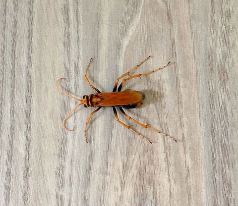 Cryptocheilus sp. tarantula hawk wasp These spider wasps in family Pompilidae, tribe Pepsini are large and solitary in nature. They prey on spiders to feed their larvae.

30 mm body length.  Australia,Geotagged,Hymenoptera,Pepsinae,Pepsini,Pompilidae,Summer,arthropod,fauna,insect,invertebrate,new south wales,pompilid wasp,spider wasp,tarantula hawk moth