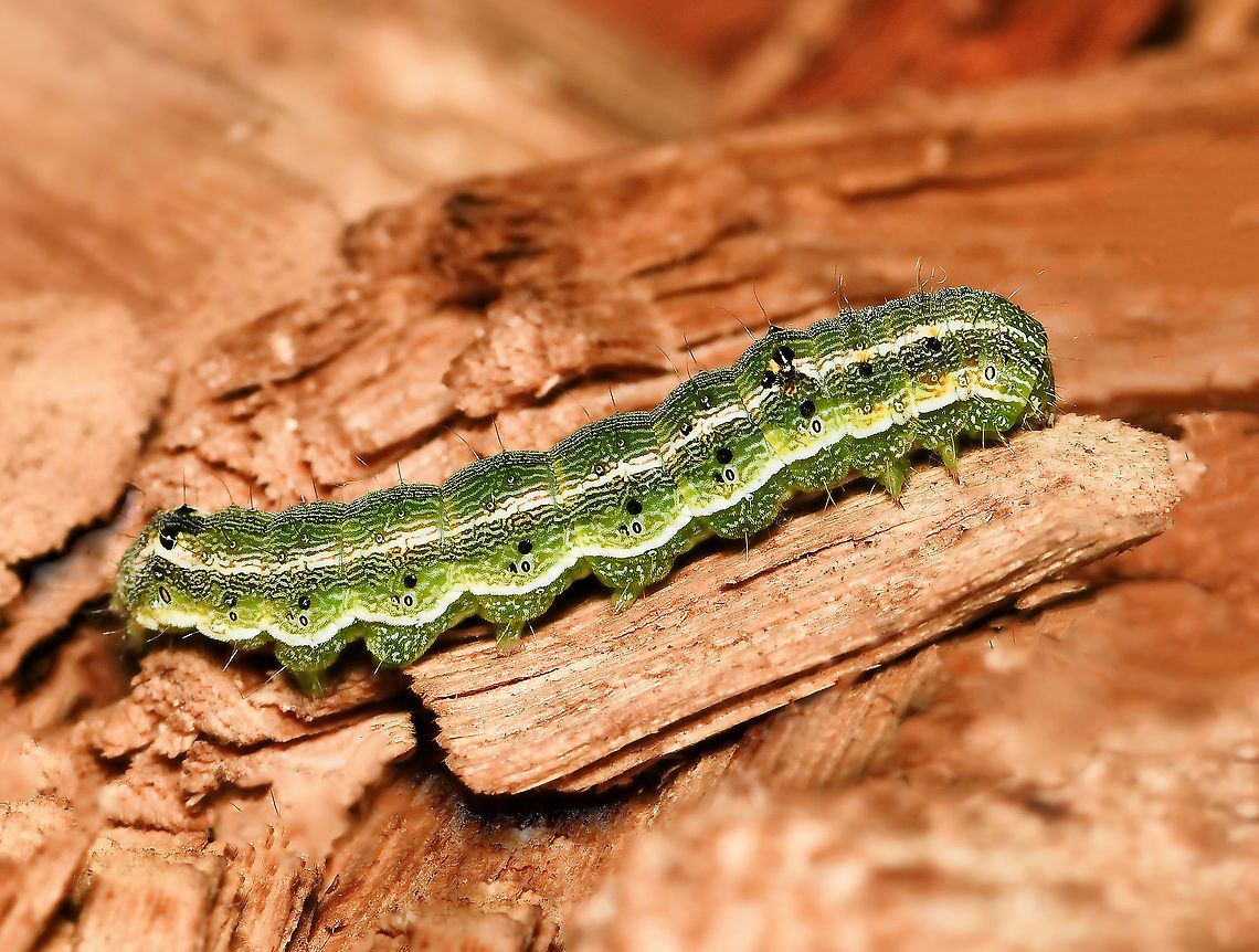 Heliothinae caterpillar I couldn&#039;t help noticing what look like black number 10s along its side. <br />
<br />
Found beneath native Eremophila nivea. <br />
<br />
Small at 25 mm length Australia,Geotagged,Heliothinae,Lepidoptera,Noctuidae,Summer,arthropod,bollworm,caterpillar,fauna,insect,invertebrate,new south wales
