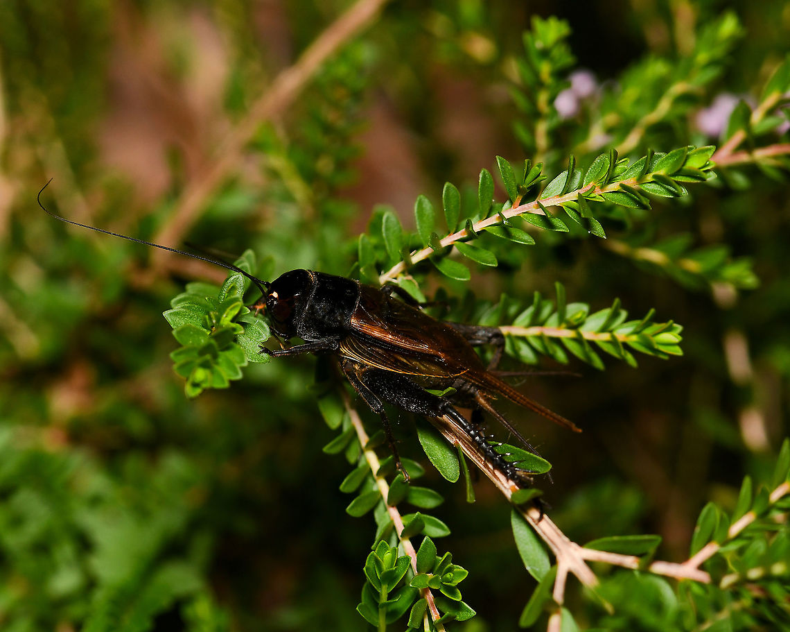 Teleogryllus sp. field cricket Crickets within this genus can be found here in Australia, the Pacific Islands, Africa and Asia. <br />
<br />
Seen here on native Thryptomene sp.<br />
<br />
30 mm body length. <br />
<br />
<figure class="photo"><a href="https://www.jungledragon.com/image/109338/teleogryllus_sp._field_cricket.html" title="Teleogryllus sp. field cricket"><img src="https://s3.amazonaws.com/media.jungledragon.com/images/3314/109338_thumb.jpg?AWSAccessKeyId=05GMT0V3GWVNE7GGM1R2&Expires=1767225610&Signature=pXHQ3Y%2Fn%2FFmnPeX7BMCVqLC5FOk%3D" width="200" height="166" alt="Teleogryllus sp. field cricket Crickets within this genus can be found here in Australia, the Pacific Islands, Africa and Asia.<br />
<br />
Seen here on native Thryptomene sp.<br />
<br />
30 mm body length.<br />
<br />
https://www.jungledragon.com/image/109307/teleogryllus_sp._field_cricket.html Australia,Geotagged,Gryllidae,Orthoptera,Spring,Teleogryllus,arthropod,black field cricket,fauna,insect,invertebrate,macro,new south wales" /></a></figure><br />
<br />
<br />
<br />
 Australia,Geotagged,Gryllidae,Orthoptera,Spring,Teleogryllus,arthropod,black field cricket,fauna,insect,invertebrate,macro,new south wales