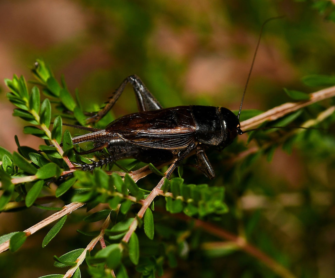 Teleogryllus sp. field cricket Crickets within this genus can be found here in Australia, the Pacific Islands, Africa and Asia.<br />
<br />
Seen here on native Thryptomene sp.<br />
<br />
30 mm body length.<br />
<br />
<figure class="photo"><a href="https://www.jungledragon.com/image/109307/teleogryllus_sp._field_cricket.html" title="Teleogryllus sp. field cricket"><img src="https://s3.amazonaws.com/media.jungledragon.com/images/3314/109307_thumb.jpg?AWSAccessKeyId=05GMT0V3GWVNE7GGM1R2&Expires=1759968010&Signature=Eq03AVQ0Q%2BOELIQBVLg5WgDtP3E%3D" width="200" height="160" alt="Teleogryllus sp. field cricket Crickets within this genus can be found here in Australia, the Pacific Islands, Africa and Asia. <br />
<br />
Seen here on native Thryptomene sp.<br />
<br />
30 mm body length. <br />
<br />
https://www.jungledragon.com/image/109338/teleogryllus_sp._field_cricket.html<br />
<br />
<br />
<br />
 Australia,Geotagged,Gryllidae,Orthoptera,Spring,Teleogryllus,arthropod,black field cricket,fauna,insect,invertebrate,macro,new south wales" /></a></figure> Australia,Geotagged,Gryllidae,Orthoptera,Spring,Teleogryllus,arthropod,black field cricket,fauna,insect,invertebrate,macro,new south wales