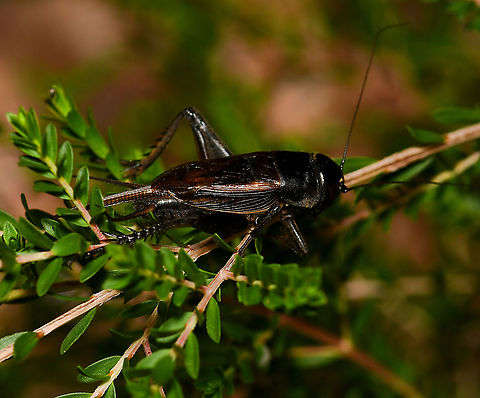 Teleogryllus sp. field cricket Crickets within this genus can be found here in Australia, the Pacific Islands, Africa and Asia.

Seen here on native Thryptomene sp.

30 mm body length.

https://www.jungledragon.com/image/109307/teleogryllus_sp._field_cricket.html Australia,Geotagged,Gryllidae,Orthoptera,Spring,Teleogryllus,arthropod,black field cricket,fauna,insect,invertebrate,macro,new south wales