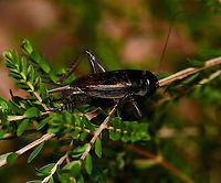 Teleogryllus sp. field cricket Crickets within this genus can be found here in Australia, the Pacific Islands, Africa and Asia.<br />
<br />
Seen here on native Thryptomene sp.<br />
<br />
30 mm body length.<br />
<br />
https://www.jungledragon.com/image/109307/teleogryllus_sp._field_cricket.html Australia,Geotagged,Gryllidae,Orthoptera,Spring,Teleogryllus,arthropod,black field cricket,fauna,insect,invertebrate,macro,new south wales