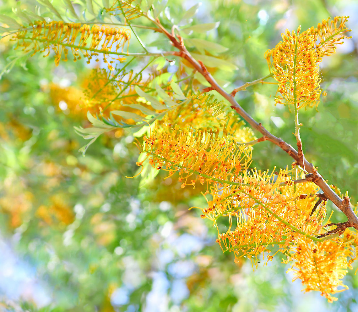 Australian silver oak Our Australian silver oak is one of the most popular ornamental native trees here. Also commonly called silky oak or silk oak.<br />
<br />
Native to the eastern coast here in Australia, Grevillea robusta is a tree that can grow to 40 m in height. It has dark grey, furrowed bark, green fern-like foliage and stunning yellow-orange flowers. The flowers are arranged in one-sided, &#039;toothbrush-like&#039; groups, 12&ndash;15 cm in length. Flowering occurs September to November.<br />
<br />
<figure class="photo"><a href="https://www.jungledragon.com/image/103891/australian_silver_oak.html" title="Australian silver oak"><img src="https://s3.amazonaws.com/media.jungledragon.com/images/3314/103891_thumb.jpg?AWSAccessKeyId=05GMT0V3GWVNE7GGM1R2&Expires=1759968010&Signature=uwattOh2N1j6TtkpRDzTY3YBgoo%3D" width="140" height="152" alt="Australian silver oak Unfortunately, I had to crop a lot of this magnificent tree due to my file being over 15MB. <br />
<br />
Our Australian silver oak is one of the most popular ornamental native trees here. Also commonly called silky oak or silk oak. <br />
<br />
Native to the eastern coast here in Australia, Grevillea robusta is a tree that can grow to 40 m in height. It has dark grey, furrowed bark, green fern-like foliage and stunning yellow-orange flowers. The flowers are arranged in one-sided, &#039;toothbrush-like&#039; groups, 12&ndash;15 cm in length. Flowering occurs September to November. <br />
<br />
https://www.jungledragon.com/image/103929/australian_silver_oak.html<br />
<br />
https://www.jungledragon.com/image/104575/australian_silver_oak_trunk_detail.html<br />
<br />
https://www.jungledragon.com/image/109350/australian_silver_oak.html Australia,Australian silky oak,Flora,Geotagged,Grevillea robusta,Proteaceae,Proteales,Silky oak,Spring,Tree,botany,new south wales,silk oak,silky oak,yellow flowers" /></a></figure><br />
<br />
<figure class="photo"><a href="https://www.jungledragon.com/image/104575/australian_silver_oak_trunk_detail.html" title="Australian silver oak trunk detail"><img src="https://s3.amazonaws.com/media.jungledragon.com/images/3314/104575_thumb.jpg?AWSAccessKeyId=05GMT0V3GWVNE7GGM1R2&Expires=1759968010&Signature=NsUjrVHd81sYdQNxrjW8NyzA3Lo%3D" width="200" height="192" alt="Australian silver oak trunk detail Our Australian silver oak is one of the most popular ornamental native trees here. Also commonly called silky oak or silk oak.<br />
<br />
Native to the eastern coast here in Australia, Grevillea robusta is a tree that can grow to 40 m in height. It has dark grey, furrowed bark, green fern-like foliage and stunning yellow-orange flowers. The flowers are arranged in one-sided, &#039;toothbrush-like&#039; groups, 12&ndash;15 cm in length. Flowering occurs September to November.<br />
<br />
https://www.jungledragon.com/image/103929/australian_silver_oak.html<br />
<br />
https://www.jungledragon.com/image/103891/australian_silver_oak.html<br />
<br />
https://www.jungledragon.com/image/109350/australian_silver_oak.html Australia,Australian silky oak,Flora,Geotagged,Grevillea robusta,Proteaceae,Proteales,Silky Oak,Silky oak,Spring,Tree,botany,new south wales,silk oak,spring" /></a></figure> Australia,Australian silky oak,Geotagged,Grevillea robusta,Proteaceae,Proteales,Silky oak,Spring,botany,flora,new south wales,silk oak,tree,yellow flowers