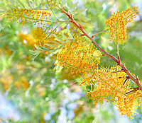 Australian silver oak Our Australian silver oak is one of the most popular ornamental native trees here. Also commonly called silky oak or silk oak.<br />
<br />
Native to the eastern coast here in Australia, Grevillea robusta is a tree that can grow to 40 m in height. It has dark grey, furrowed bark, green fern-like foliage and stunning yellow-orange flowers. The flowers are arranged in one-sided, 'toothbrush-like' groups, 12–15 cm in length. Flowering occurs September to November.<br />
<br />
https://www.jungledragon.com/image/103891/australian_silver_oak.html<br />
<br />
https://www.jungledragon.com/image/104575/australian_silver_oak_trunk_detail.html Australia,Australian silky oak,Geotagged,Grevillea robusta,Proteaceae,Proteales,Silky oak,Spring,botany,flora,new south wales,silk oak,tree,yellow flowers