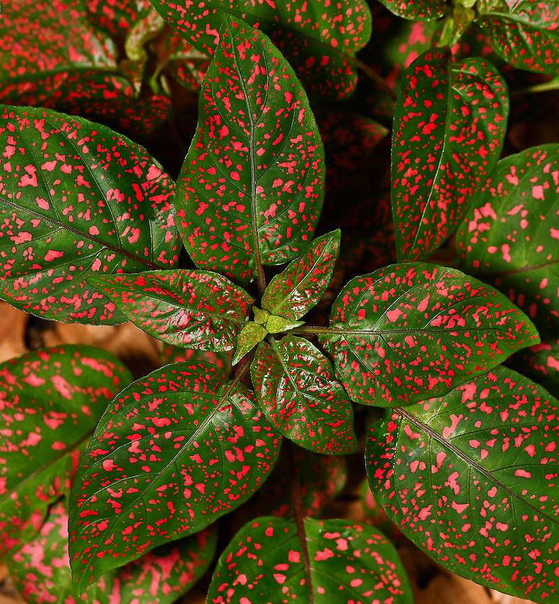 Polka dot plant Commonly known as the polka dot plant, this speckled beauty is native to Madagascar and south-east Asia and a popular garden plant and indoor pot plant due to its dynamic foliage. It is a perennial herb with distinctive coloured spots of various sizes on its leaves and it can grow up to 30 cm tall, taller I believe in the wild. Small, purple flowers appear from late summer through winter. Growing best in warm, shaded areas, with plenty of moisture. <br />
<br />
I keep mine in a pot and never allow it to flower/go to seed. Unfortunately, this is yet another non-native that likes the Australian conditions very much and is now listed as an environmental weed - it grows really well in our forests, woodlands and along waterways. <br />
<br />
Many different cultivars have been created with different foliage colours.<br />
<br />
<br />
<br />
 Acanthaceae,Australia,Geotagged,Hypoestes phyllostachya,Lamiales,Summer,botany,flora,freckle face plant,macro,new south wales,polka dot plant