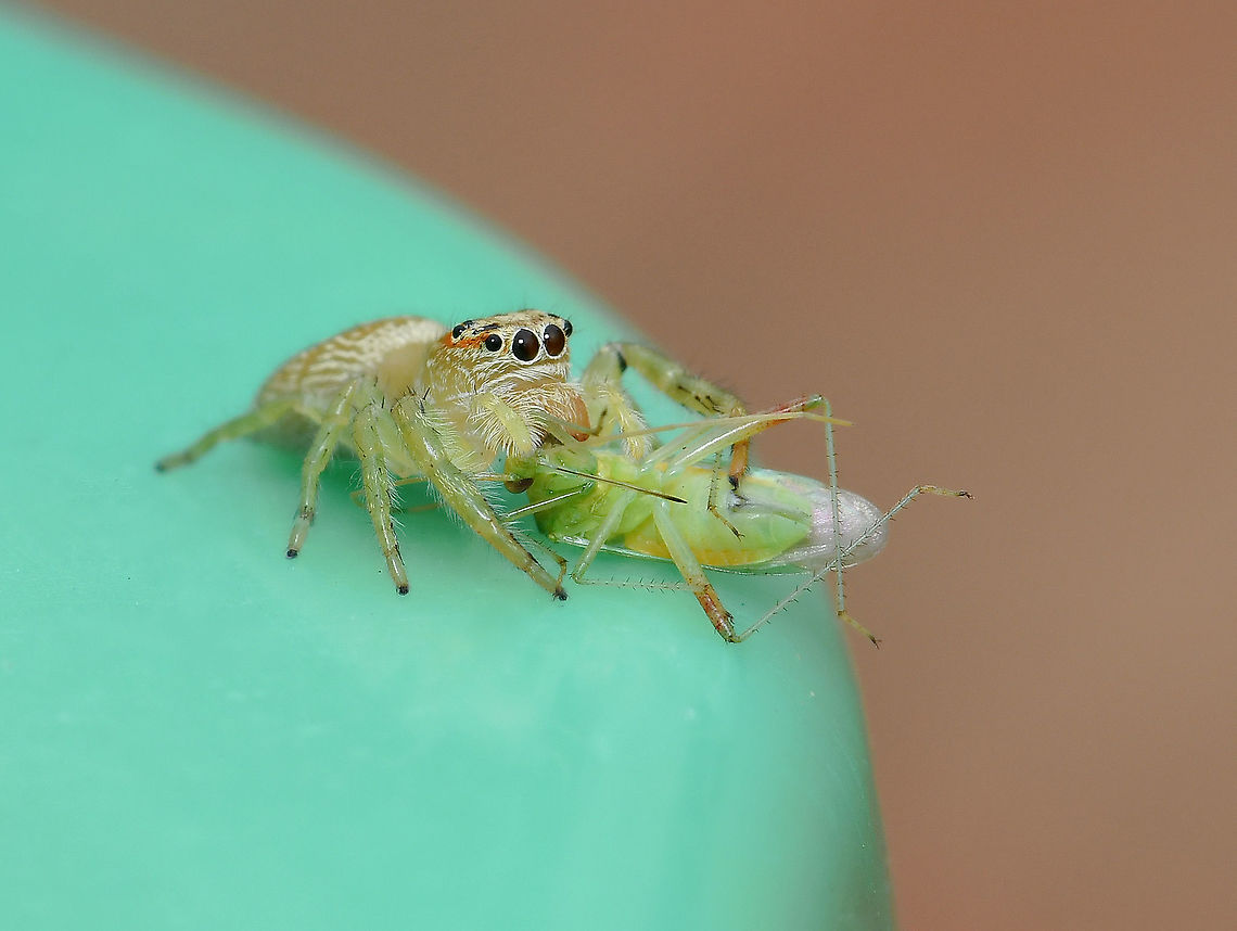 Opisthoncus sp. jumping spider with prey Opisthoncus is found here in Australia, also New Guinea and New Britain. Australia has thirty species, however several of these are of doubtful status or may be misplaced (Gardzińska and Żabka, 2013; Whyte and Anderson, 2017).<br />
<br />
Female 10 mm body length Araneae,Australia,Geotagged,Macro,Opisthoncus,Salticidae,Summer,arachnid,fauna,invertebrate,jumping spider,macro,new south wales