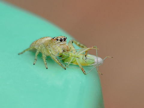 Opisthoncus sp. jumping spider with prey Opisthoncus is found here in Australia, also New Guinea and New Britain. Australia has thirty species, however several of these are of doubtful status or may be misplaced (Gardzińska and Żabka, 2013; Whyte and Anderson, 2017).

Female 10 mm body length Araneae,Australia,Geotagged,Macro,Opisthoncus,Salticidae,Summer,arachnid,fauna,invertebrate,jumping spider,macro,new south wales