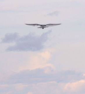 Into the blue With supreme aerial skill, a black-shouldered kite hovers with its wings held upright in a V-shape, scanning the ground below...before dropping down at speed and grabbing prey with its talons.

What a thrill to watch. 

Here, I chose a slower shutter speed to capture the movement of the wing feathers in the wind. 


35 cm body length

 Accipitridae,Accipitriformes,Australia,Aves,Black-shouldered Kite,Elanus axillaris,Geotagged,bird of prey,black-shouldered kite,fauna,new south wales,vertebrate,winter