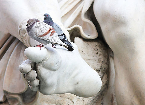There's a scheme afoot Pigeons, pigeons.....Italian pigeons enjoy some very beautiful urban roosts, here on the Fontana dei Quattro Fiumi in Rome.  Aves,Columba livia domestica,Columbidae,Columbiformes,Domestic Rock Pigeon,Geotagged,Italy,Rock Dove,Winter,fauna,pigeon