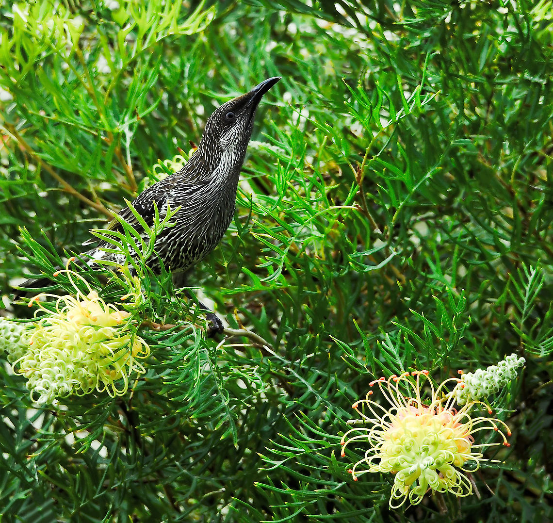 Alert little wattlebird Medium sized honeyeater, but the smallest of our wattlebird species. <br />
<br />
25 cm length<br />
<br />
<br />
<br />
 Anthochaera chrysoptera,Australia,Aves,Geotagged,Little Wattlebird,Meliphagidae,Passeriformes,fauna,little wattlebird,new south wales,summer,vertebrate