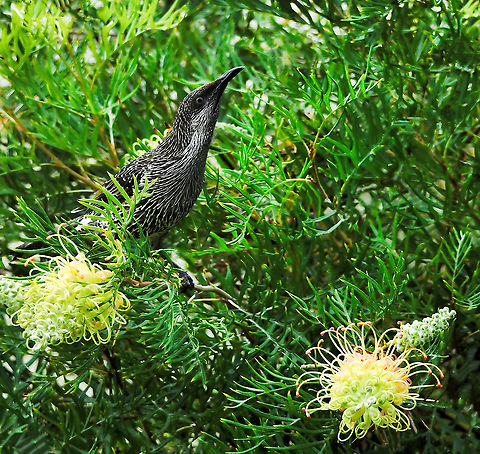 Alert little wattlebird Medium sized honeyeater, but the smallest of our wattlebird species. 

25 cm length



 Anthochaera chrysoptera,Australia,Aves,Geotagged,Little Wattlebird,Meliphagidae,Passeriformes,fauna,little wattlebird,new south wales,summer,vertebrate