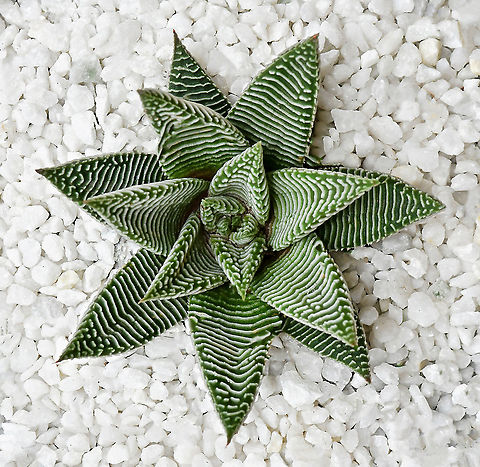 Haworthia sp. Haworthia is a genus of succulent plants endemic to southern Africa. In the wild, they often grow under shrubby plants or in rock crevices. Most appear as low-growing rosettes of succulent leaves, many with dynamic markings such as here.  Asparagales,Asphodelaceae,Australia,Flora,Geotagged,Haworthia,Summer,botany,new south wales