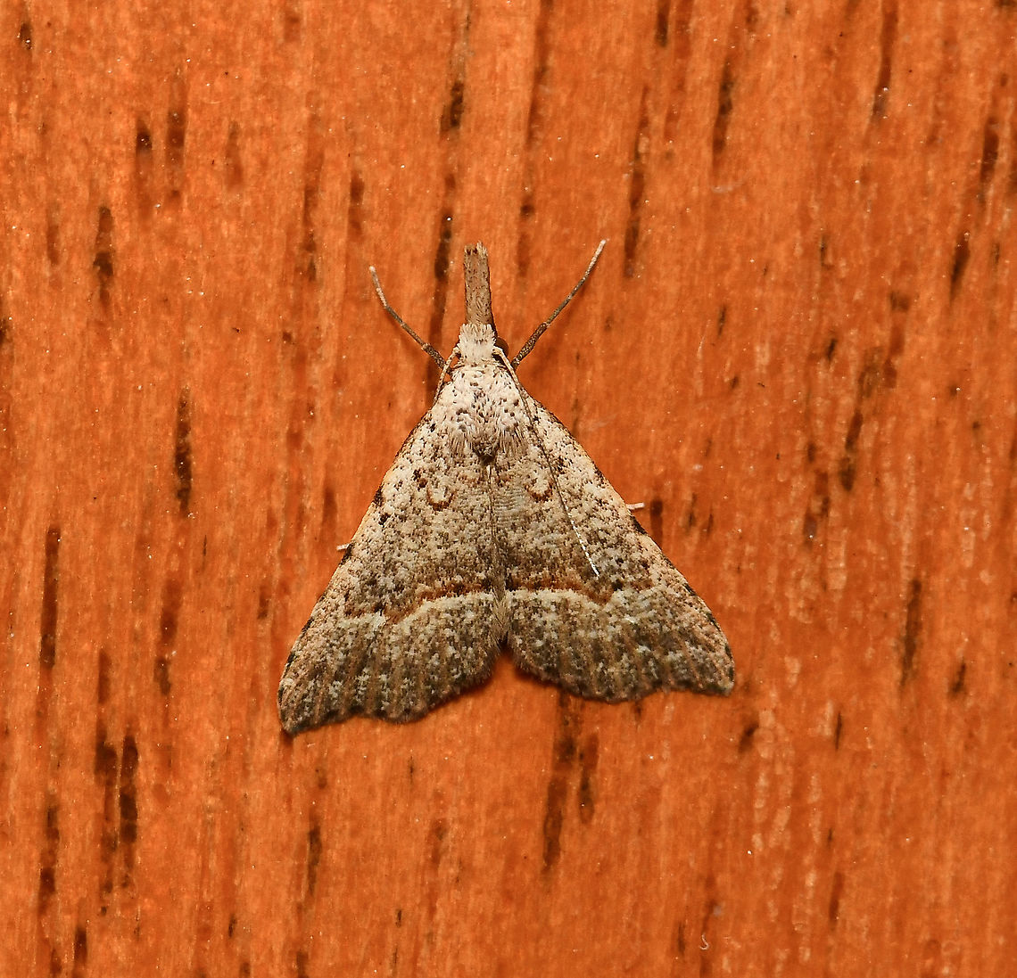 Trigonistis asthenopa This very small moth is commonly called &#039;tiny snout&#039;.  <br />
<br />
Wingspan in repose around 10 mm.  Australia,Erebidae,Geotagged,Hypeninae,Hypenine snout moth,Noctoidea,Summer,Trigonistis asthenopa,arthropod,fauna,insect,invertebrate,macro,new south wales,tiny snout moth
