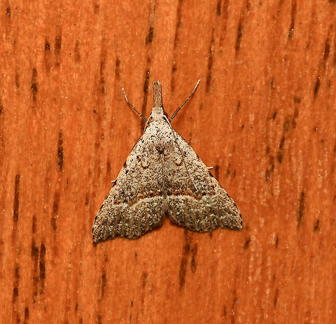 Trigonistis asthenopa This very small moth is commonly called 'tiny snout'.  

Wingspan in repose around 10 mm.  Australia,Erebidae,Geotagged,Hypeninae,Hypenine snout moth,Noctoidea,Summer,Trigonistis asthenopa,arthropod,fauna,insect,invertebrate,macro,new south wales,tiny snout moth