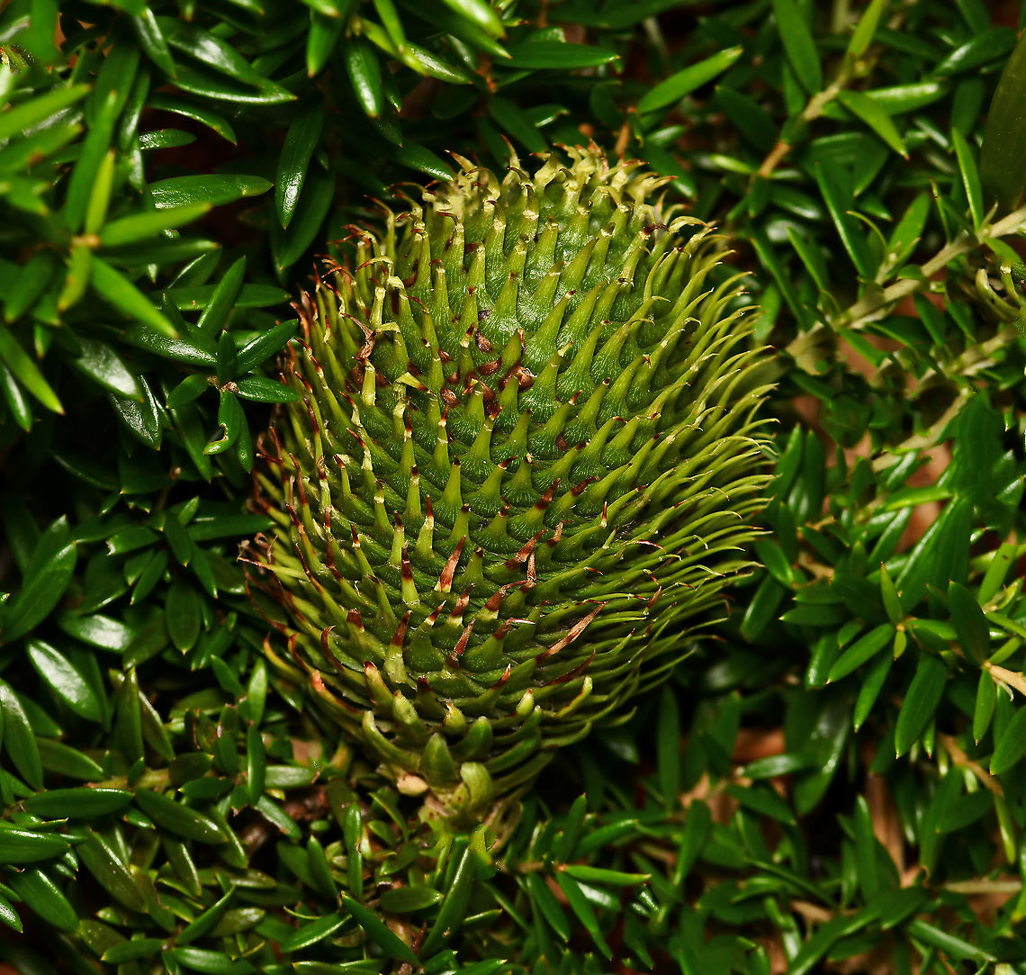 Norfolk Island pine cone Fallen from the tree (on to a groundcover grevillea). <br />
<br />
7 cm length<br />
<br />
<figure class="photo"><a href="https://www.jungledragon.com/image/81656/norfolk_island_pine.html" title="Norfolk Island Pine"><img src="https://s3.amazonaws.com/media.jungledragon.com/images/3314/81656_thumb.jpg?AWSAccessKeyId=05GMT0V3GWVNE7GGM1R2&Expires=1767225610&Signature=%2FVbcm5CrUydmGNP3%2B8UwOqSCXNo%3D" width="200" height="144" alt="Norfolk Island Pine Large trees, up to 70 m I believe. Endemic to Norfolk Island, a small island 1500 km east of Australia - seen widely here on the mainland. <br />
<br />
<br />
Bark detail:<br />
https://www.jungledragon.com/image/85038/norfolk_island_pine_bark_detail.html<br />
<br />
https://www.jungledragon.com/image/109688/norfolk_island_pine_cone.html Araucaria heterophylla,Araucariaceae,Australia,Flora,Geotagged,Norfolk Island Pine,Pinales,Summer,Tree,botany,conifer,new south wales" /></a></figure><br />
<br />
<figure class="photo"><a href="https://www.jungledragon.com/image/85038/norfolk_island_pine_bark_detail.html" title="Norfolk Island Pine bark detail"><img src="https://s3.amazonaws.com/media.jungledragon.com/images/3314/85038_thumb.jpg?AWSAccessKeyId=05GMT0V3GWVNE7GGM1R2&Expires=1767225610&Signature=bVg4FcnDSYYk5tyjo9z8qq5ijgk%3D" width="200" height="184" alt="Norfolk Island Pine bark detail Large trees, up to 70 m I believe. Endemic to Norfolk Island, a small island 1500 km east of Australia - seen widely here on the mainland.<br />
<br />
Foliage:<br />
https://www.jungledragon.com/image/81656/norfolk_island_pine.html<br />
<br />
https://www.jungledragon.com/image/109688/norfolk_island_pine_cone.html Araucaria heterophylla,Araucariaceae,Australia,Geotagged,Norfolk Island Pine,Norfolk Island pine,Pinales,Tree,Winter,botany,new south wales,plant,tree bark" /></a></figure> Araucaria heterophylla,Araucariaceae,Australia,Flora,Geotagged,Macro,Norfolk Island Pine,Norfolk Island pine,Pinales,Summer,botany,new south wales