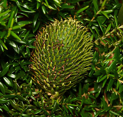 Norfolk Island pine cone Fallen from the tree (on to a groundcover grevillea). 

7 cm length

https://www.jungledragon.com/image/81656/norfolk_island_pine.html

https://www.jungledragon.com/image/85038/norfolk_island_pine_bark_detail.html Araucaria heterophylla,Araucariaceae,Australia,Flora,Geotagged,Macro,Norfolk Island Pine,Norfolk Island pine,Pinales,Summer,botany,new south wales
