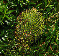 Norfolk Island pine cone Fallen from the tree (on to a groundcover grevillea). <br />
<br />
7 cm length<br />
<br />
https://www.jungledragon.com/image/81656/norfolk_island_pine.html<br />
<br />
https://www.jungledragon.com/image/85038/norfolk_island_pine_bark_detail.html Araucaria heterophylla,Araucariaceae,Australia,Flora,Geotagged,Macro,Norfolk Island Pine,Norfolk Island pine,Pinales,Summer,botany,new south wales