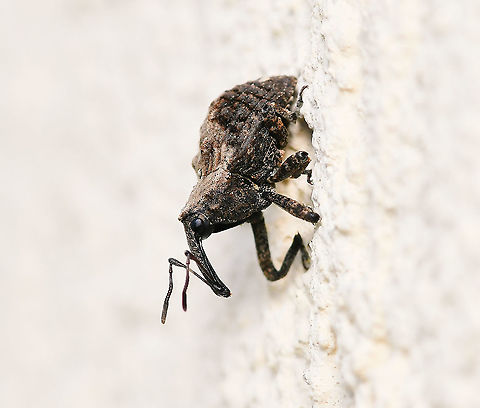 Blepiarda undulata weevil 12 mm body length Arthropod,Australia,Blepiarda undulata,Coleoptera,Cryptorhynchinae,Cryptorhynchini,Curculionidae,Geotagged,Insect,Molytinae,Summer,fauna,macro,new south wales,weevil