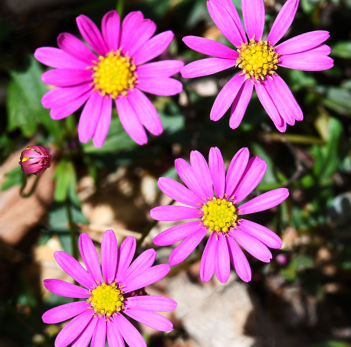 Australian native daisy There are around 100 species within genus Brachyscome, almost all of which occur here in Australia. <br />
<br />
Brachyscome angustifolia is a low growing, spreading perennial only up to about 25 cm tall. The pinky purple flowers are 15 - 20 mm diameter at the end of thin, leafless stalks. I see these mostly flowering in spring, but as here, one can see them sending up flowers at other times of the year as well. <br />
<br />
Two botanical varieties are recognised.....var.angustifolia and var.heterophylla. The latter has lobed leaves in contrast to the entire leaves of var.angustifolia.<br />
<br />
This species has been in cultivation for many years and this is 'radiant magenta'. Asteraceae,Asterales,Australia,Brachyscome angustifolia,Geotagged,Grass Daisy,Summer,botany,flora,macro,new south wales,pink flower,rock daisy