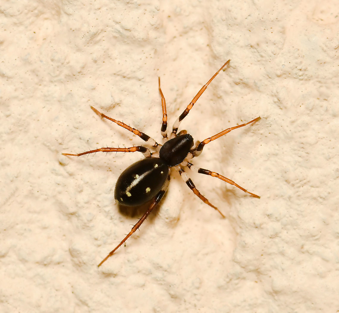 Zodariid ant spider This tiny and beautiful spider is a member of family Zodariidae. Many members of this family hunt and even live together with ants, mimicking their behavior and sometimes even their chemical traits. Amazing.<br />
<br />
Sure enough, this tiny hunter appeared in my porch just as I was digging a bed nearby which had produced lots of frantic ant activity. <br />
<br />
Genus Storena.<br />
<br />
4 mm length Australia,Geotagged,Storena,Summer,Zodariidae,ant spider,arachnid,arthropod,fauna,invertebrate,macro,new south wales